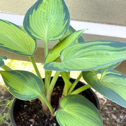 Hosta Beautiful Perennial Plant.
