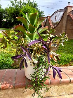 Decoration Suculents Plants Mix