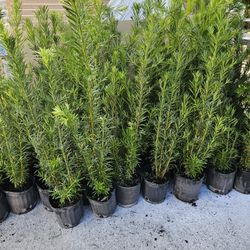 podocarpus  3 feet tall Instant  Privacy Hedge For Fence Green Full 