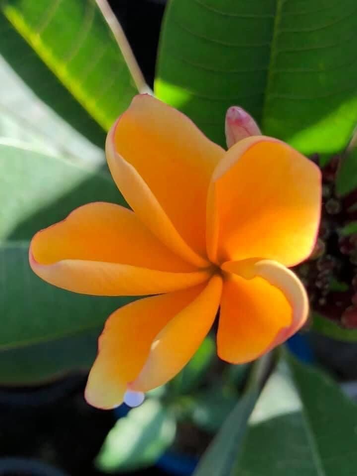 Plumerias 