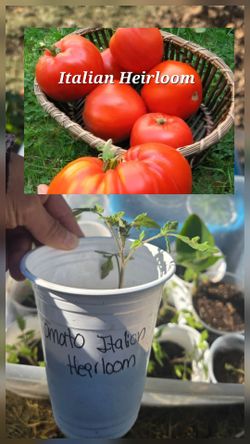 Tomato Italian Heirloom