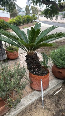 Sago Palm