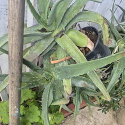 Sabila Y Sneak  $5 Cada Una 