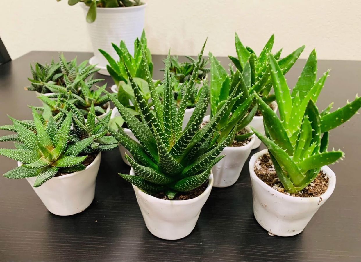 ♥️CUTE Succulent In 3” White Pot🙏PLS READ DESCRIPTION