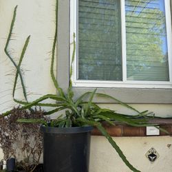 dragon fruit Red And White 