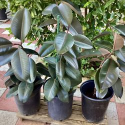 Ficus Burgundy Rubber Plant 