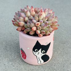 Succulents plants 🪴 