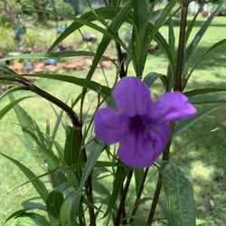 Ruellia simplex Mexican petunia Plant 