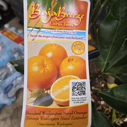 Orange tree