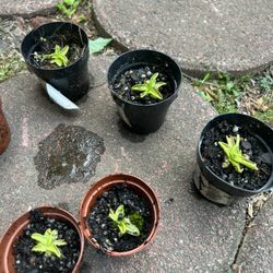 Carnivorous Plants Butterwort