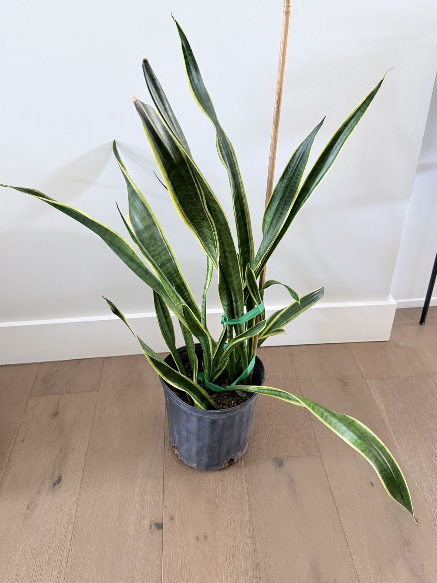 Live Snake Plant