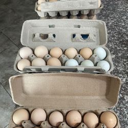 organic eggs 