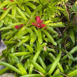 10 Bromeliad Plants For $10