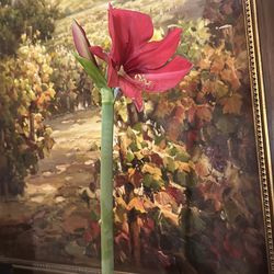 Amaryllis plant - blooming