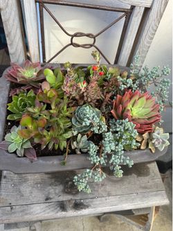 Potted succulent