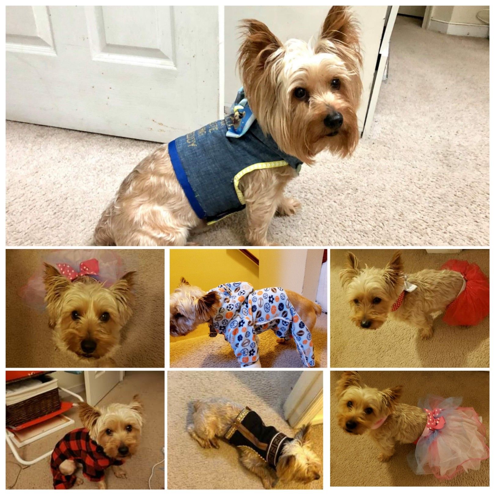 PERFECT TIMING ...Fur Baby, Clothes, Bows, and Neckties