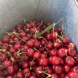 Organic Cherries 