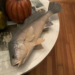 Taxidermy Drum Fish!! $150 Obo!!