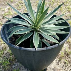 Large Pot Agave Plant 