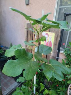Heigo tree
