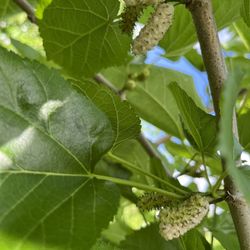 Mulberry Picking