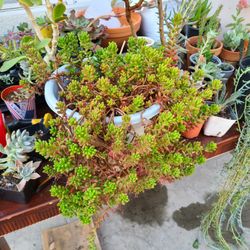 X large jelly bean Succulent plant