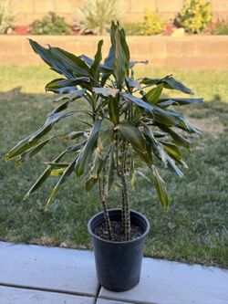 Darcaena house plant