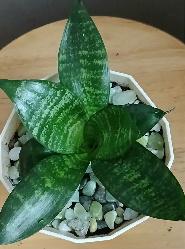 Snake Plant Live