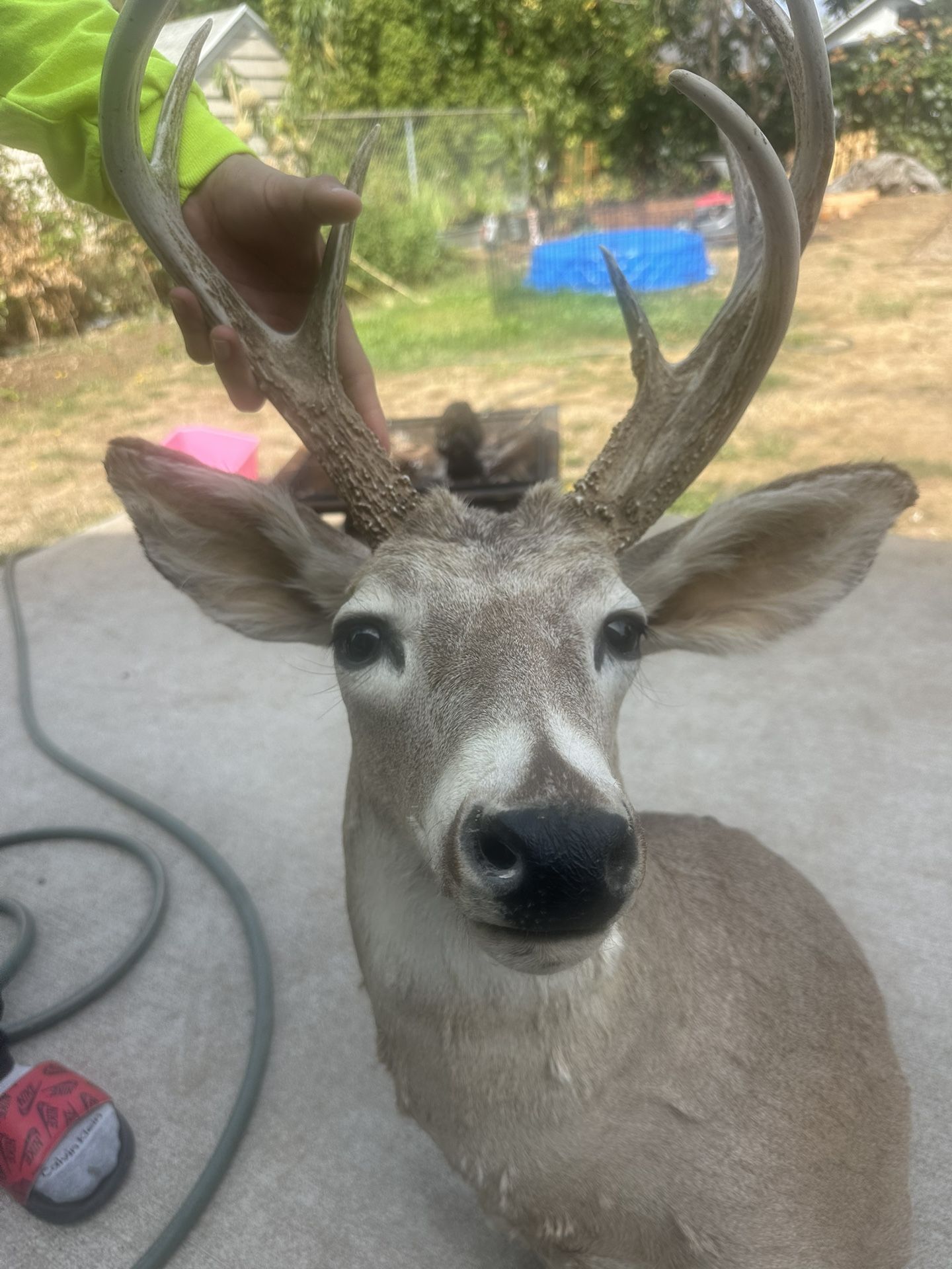 Deer
