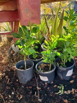 Plant Bargains $5.00 to $20.00 