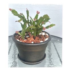Thanksgiving Cactus (Schlumbergera)🪴 For Sale
