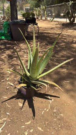 Aloe Vera