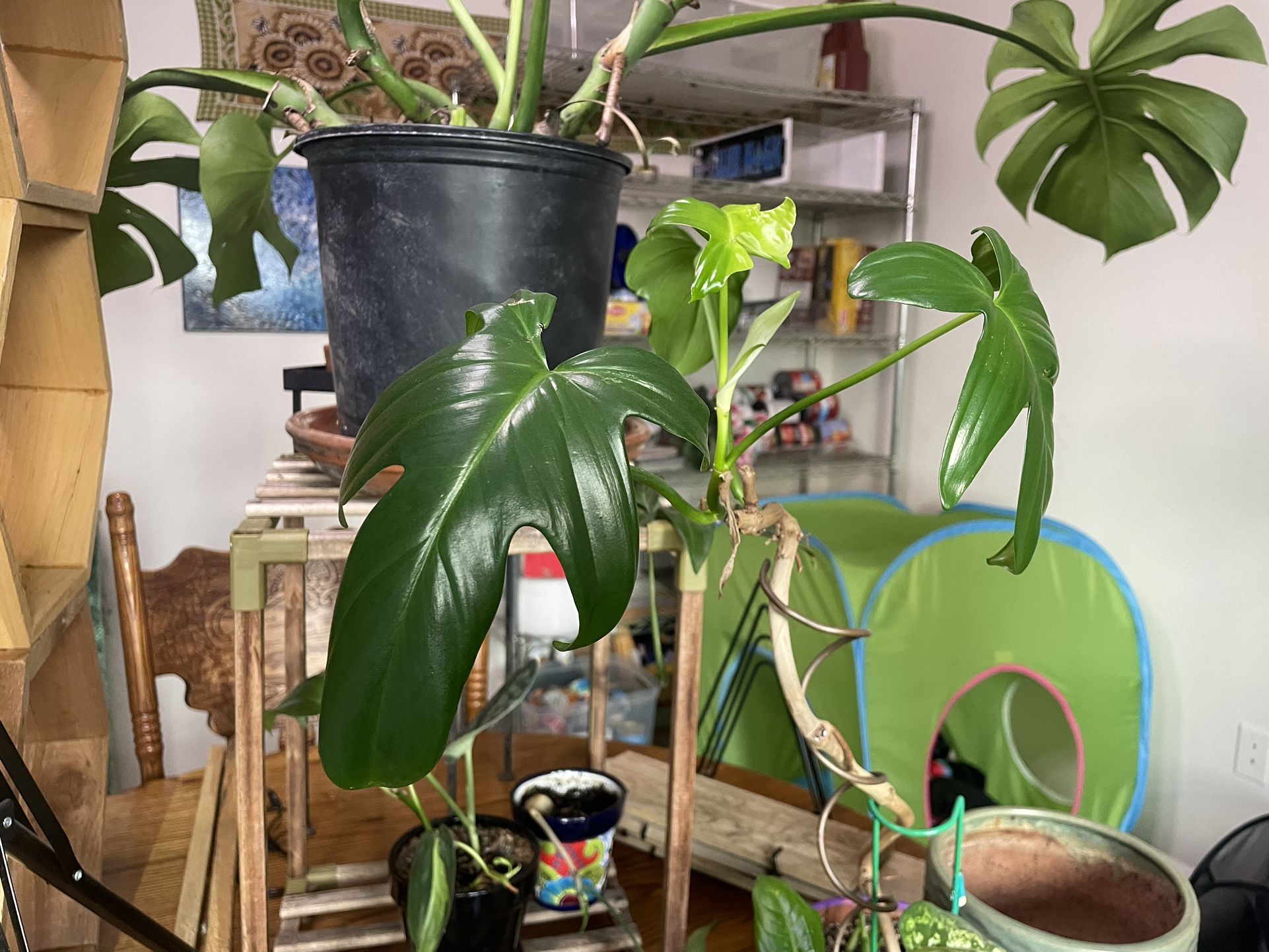 Free houseplants and decor (?) for Sale in Everett, WA OfferUp