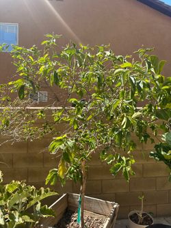 Pink guava tree
