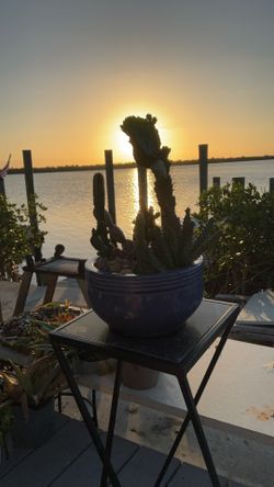 Cactus Garden Live