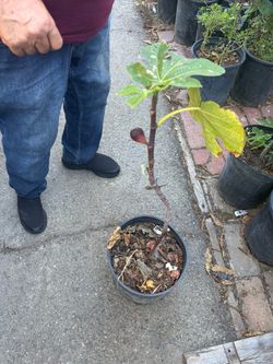 Black plum plant