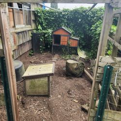 Chicken Cages 