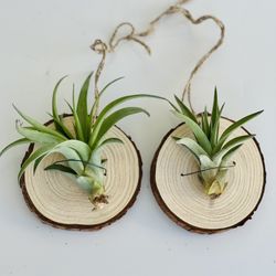 Air Plant Ornaments Or Hang On Wall 
