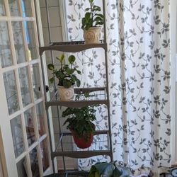 Light Weight Shelf and Monstera