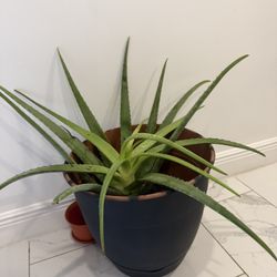Large Live Aloe Plant 
