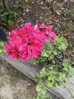 Geranio Dos Variedades 