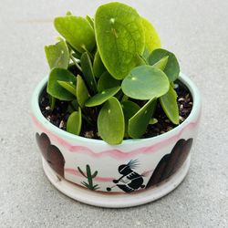 Succulents plants 🪴