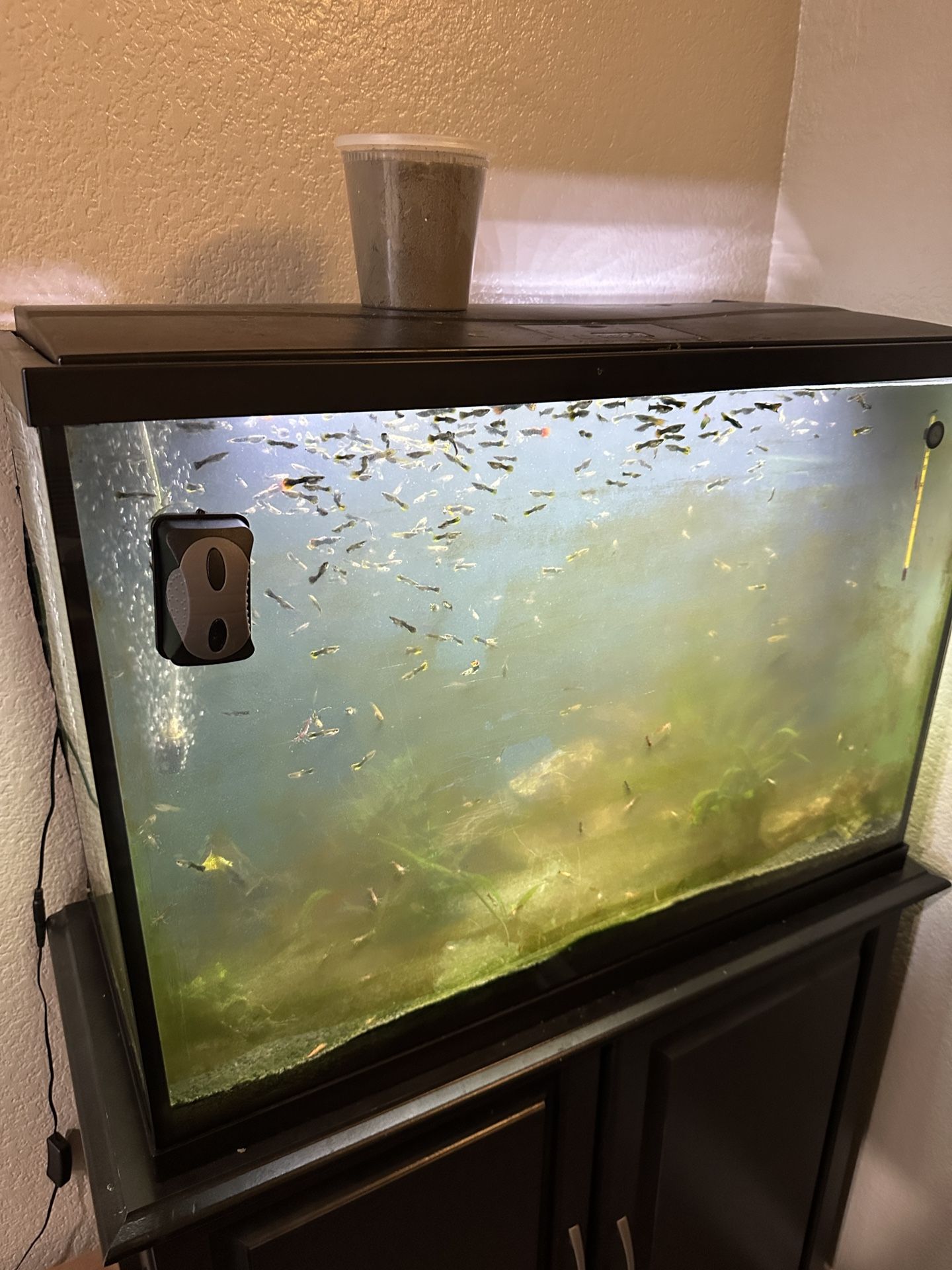 29 Gallon Tank With Stand - With Or Without Fish & Shrimp