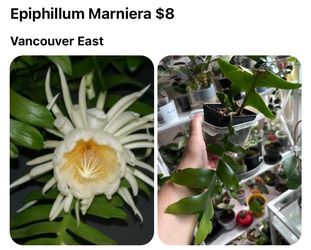 6 indoor plants $20