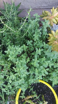 Oregano