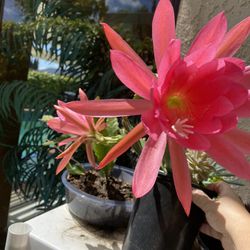 Hot Pink Epiphyllum Cactus Plant ( Pot)