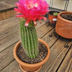 BLOOMING CACTUS