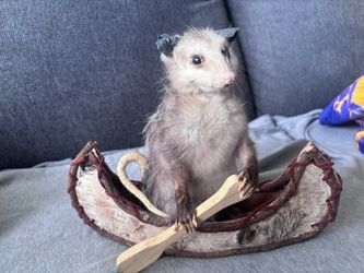 Taxidermy possum paddling a canoe