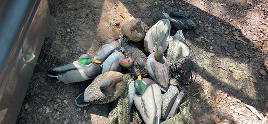 floating and shell mallard decoys