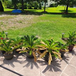 Sago Palms 